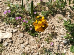 Psilostrophe gnaphalodes