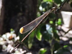 Mecistogaster ornata