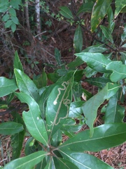 Phyllocnistis hyperpersea