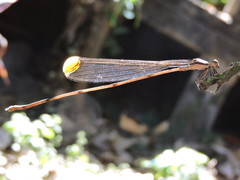 Mecistogaster ornata