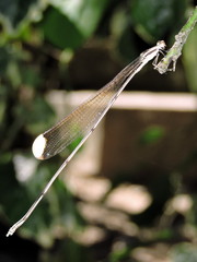 Mecistogaster ornata