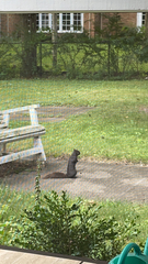 Sciurus carolinensis