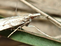 Scoparia ithyntis