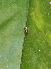 Cameraria ohridella