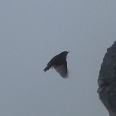 Cisticola fulvicapilla