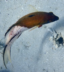 Bodianus anthioides