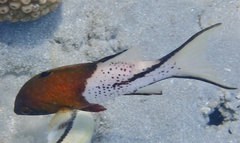 Bodianus anthioides