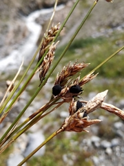 Anthracoidea sempervirentis