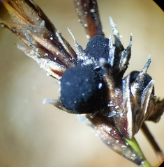 Anthracoidea sempervirentis