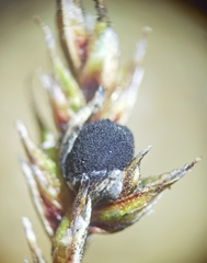 Anthracoidea sempervirentis