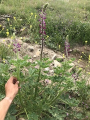 Lupinus hirsutissimus