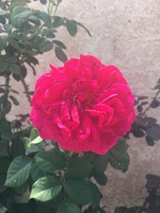 Rosa