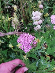 Achillea distans