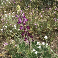 Lupinus hirsutissimus