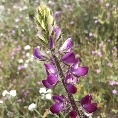 Lupinus hirsutissimus