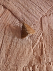 Psammotis pulveralis