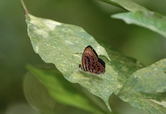 Laxita thuisto