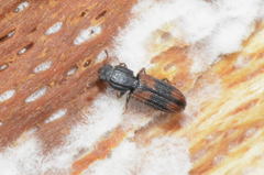 Bitoma crenata