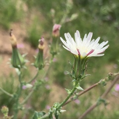 Rafinesquia californica