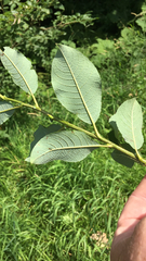 Salix silesiaca