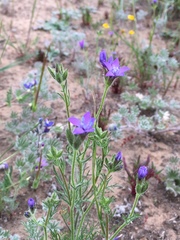 Gilia nevinii