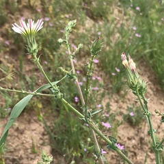 Rafinesquia californica