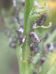 Metopeurum fuscoviride