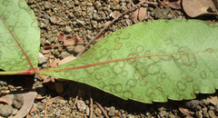 Searsia leptodictya image