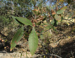 Searsia leptodictya image