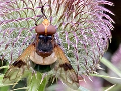 Cirsium morisianum