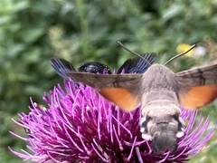 Cirsium morisianum