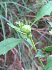 Neolasioptera lathami