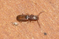 Laemophloeidae