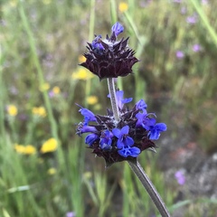 Salvia columbariae
