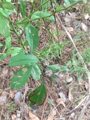 Neolasioptera lathami