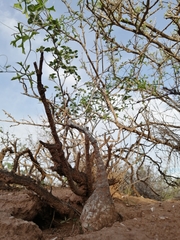 Ibervillea sonorae
