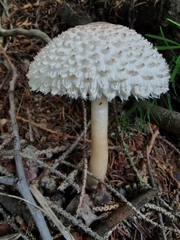Leucoagaricus nympharum