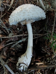 Leucoagaricus nympharum
