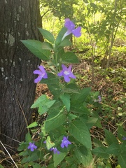 Ruellia drummondiana