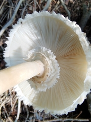 Leucoagaricus nympharum