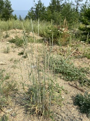 Elymus mutabilis
