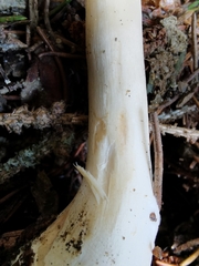 Leucoagaricus nympharum