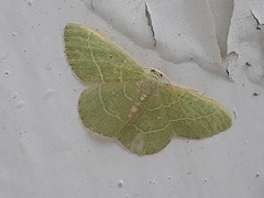 Nemoria rubrifrontaria