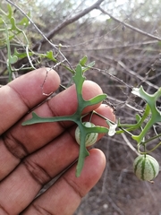 Ibervillea macdougalii