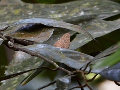 Arhopala pseudomuta