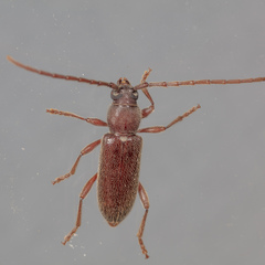 Anelaphus moestus