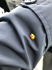 Coccinella septempunctata