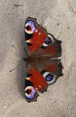Aglais io