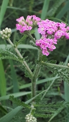 Achillea millefolium borealis