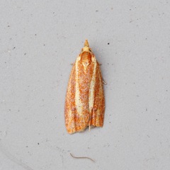 Sparganothis tristriata